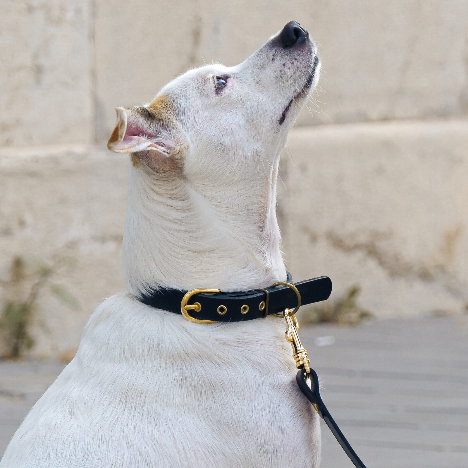 Collar Classic Noir